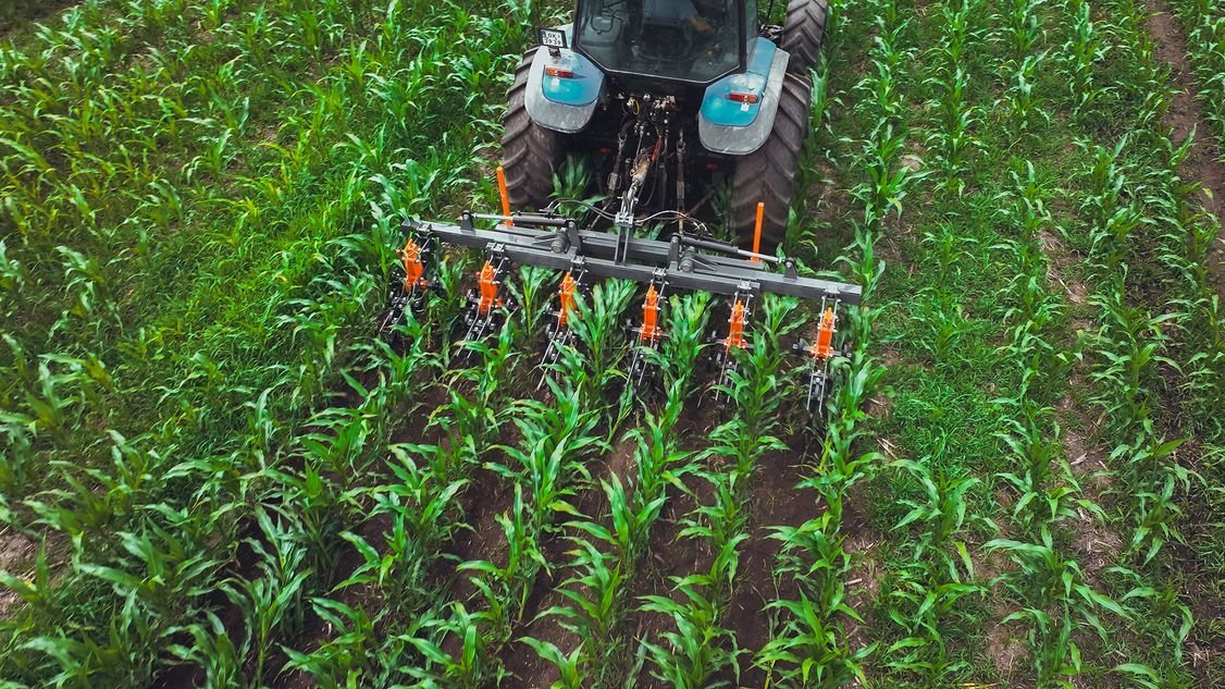 Pielnik Mandam Cornman