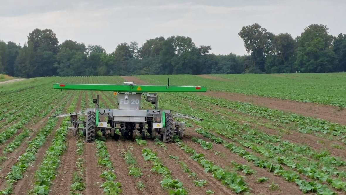 Automatyczny robot FarmDroid w kapuście