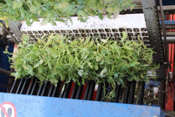 Promodis i Gruppa Organic: rolnictwo ekologiczne w wersji 4.0