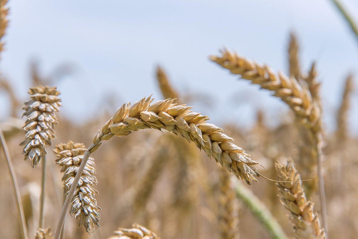 FAO - ceny żywności spadają