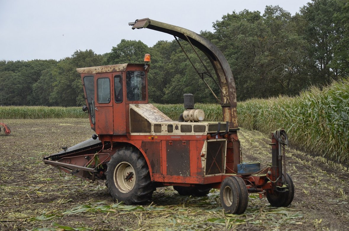 siekacze krone