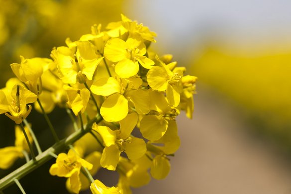 Biofungicydy – nowe możliwości w ochronie rzepaku