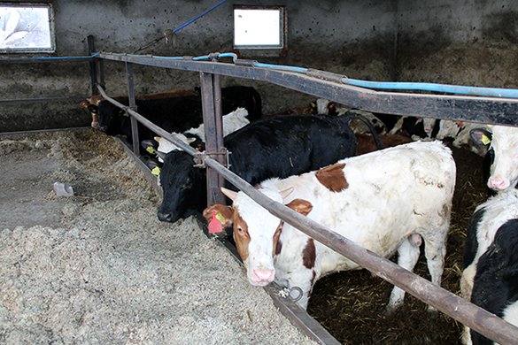 Inwestycja w jakość z Amazone, Krone i Agromix