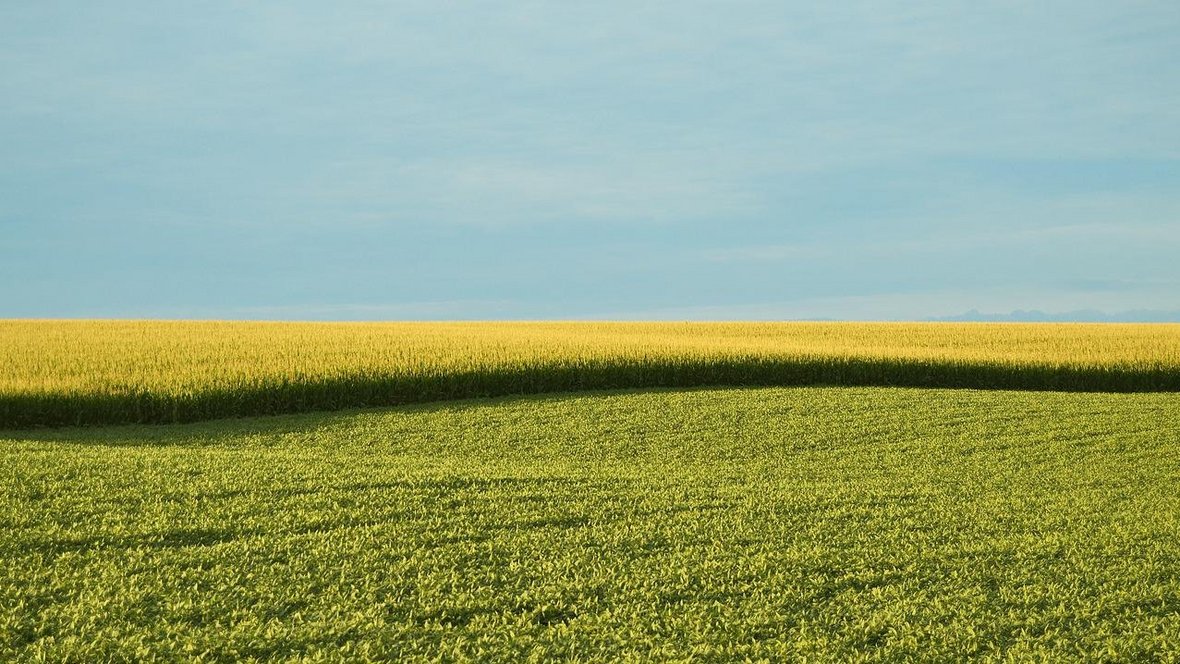 Polska wolna od upraw GMO