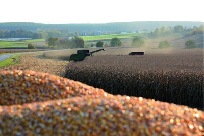 Jak obniżyć koszty produkcji kukurydzy?