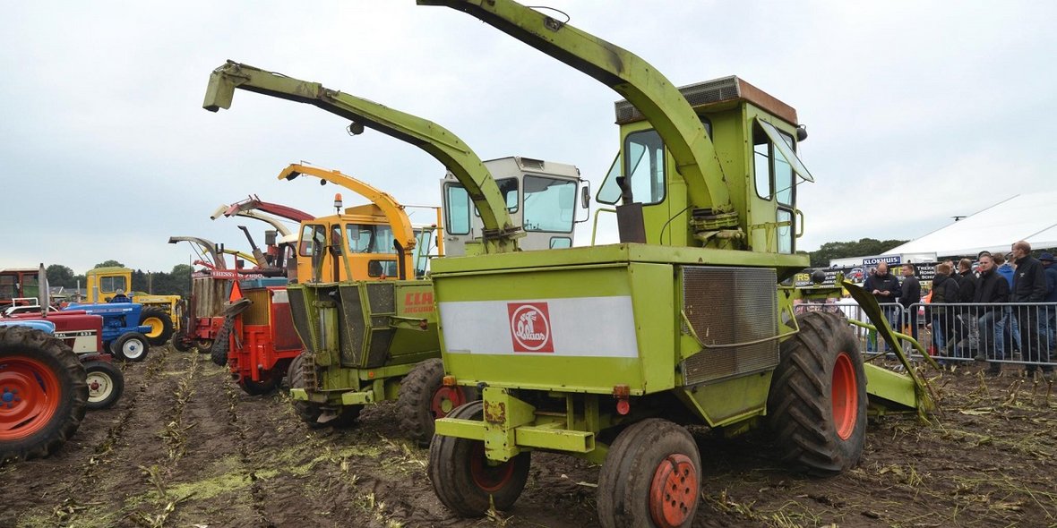 siekacze krone