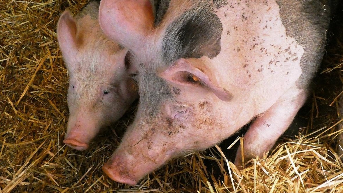 Średnia cena świń rzeźnych w UE nieco niższa