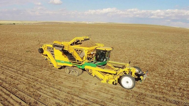 Zbiór ziemniaków z kombajnem Ploeger AR-4BX