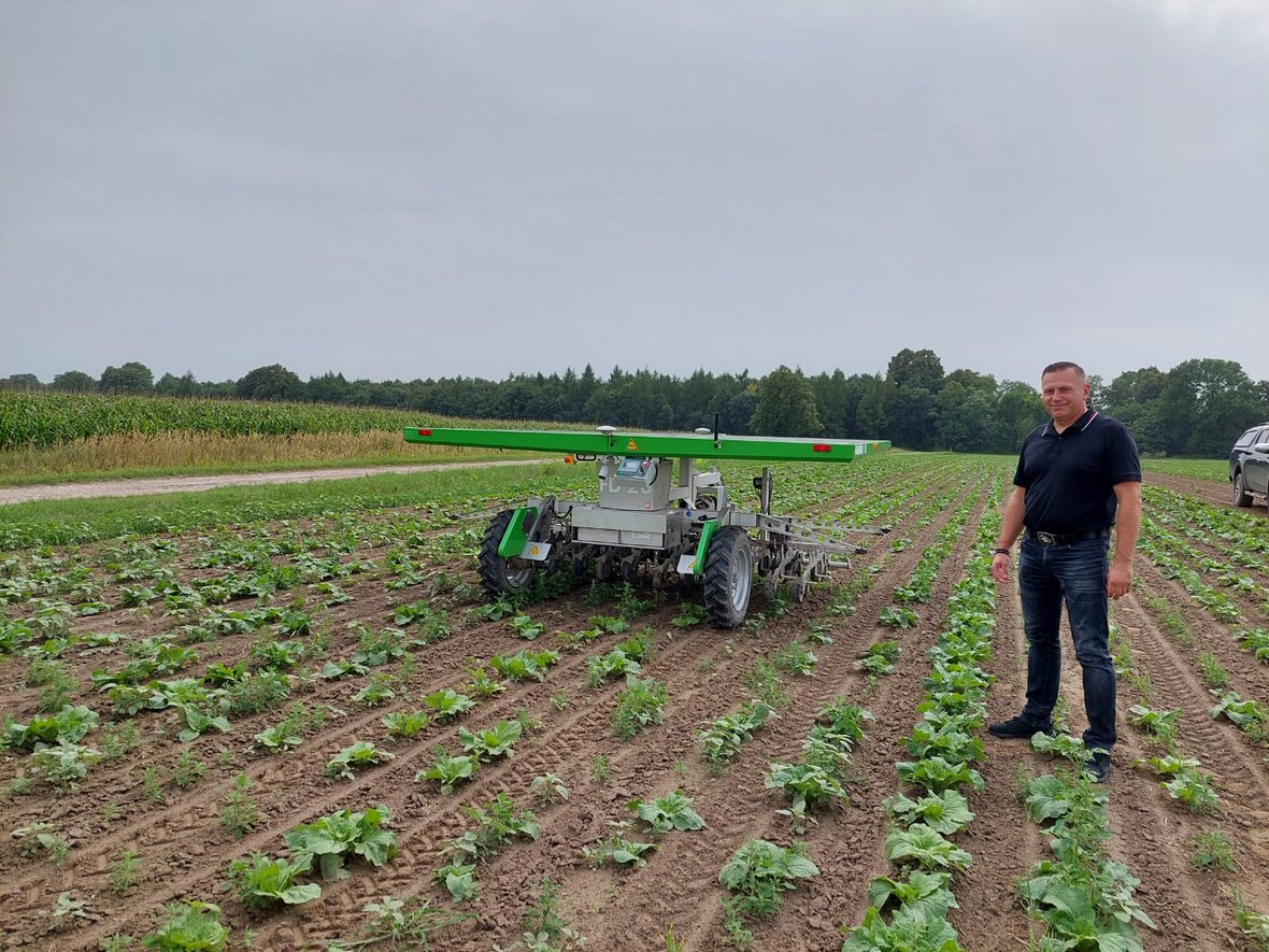 Automatyczny robot FarmDroid w kapuście