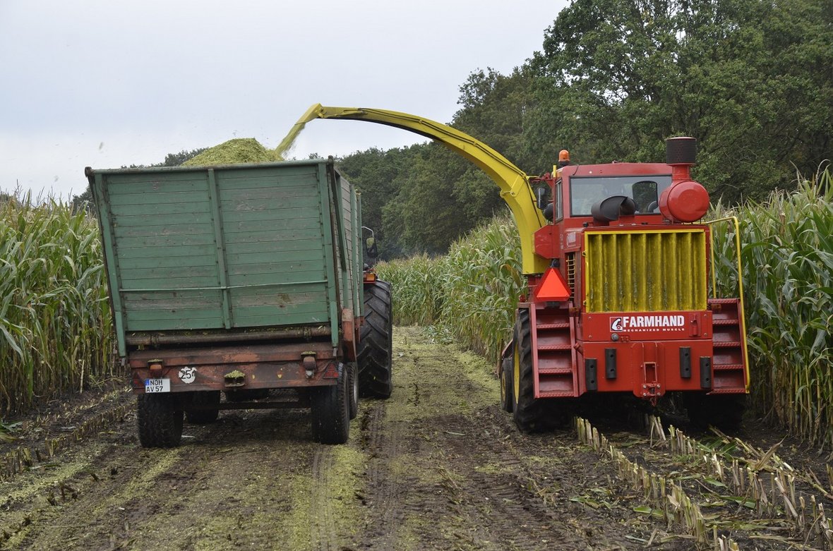 siekacze krone