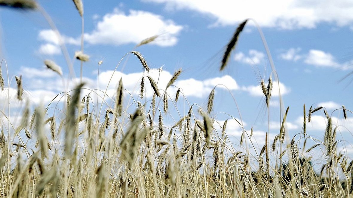 Polska z nadwyżką produkcji zbóż