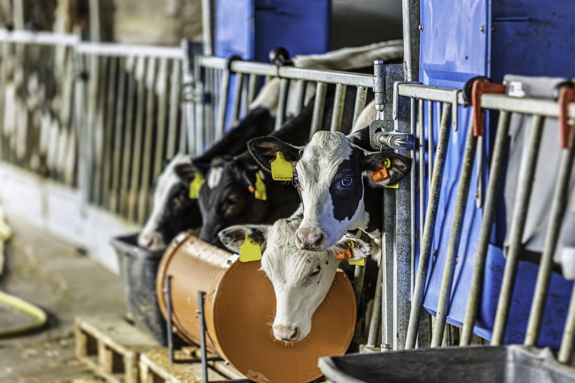 EuroTier 2024. Innowacje w hodowli zwierząt odpowiedzią na współczesne wyzwania