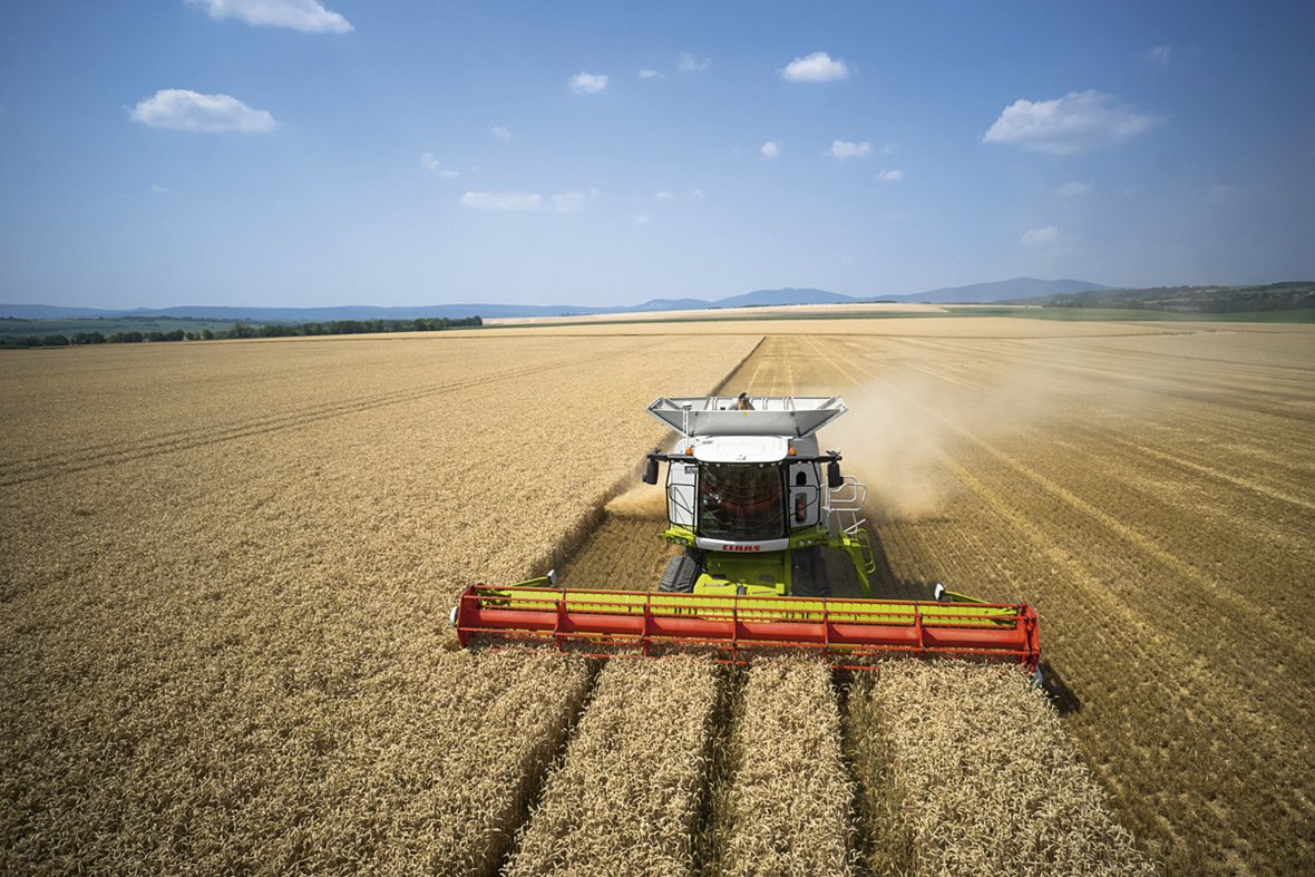 kombajn claas lexion w pszenicy