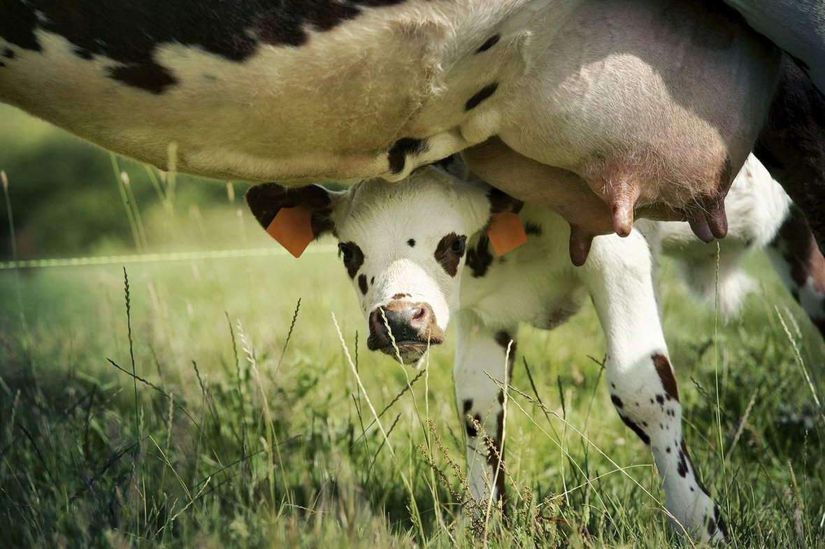 GEA Farm Technologies - GEA Auto Dry do stopniowego zasuszania krów mlecznych