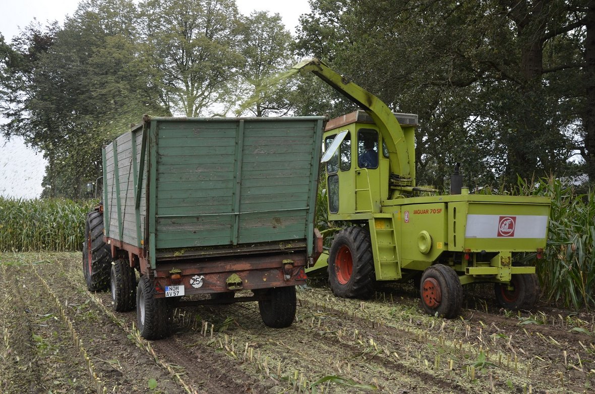 siekacze krone